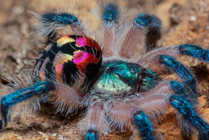 Brazilian Jewel Tarantula