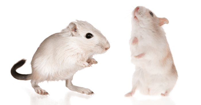 Gerbil Vs. Hamster