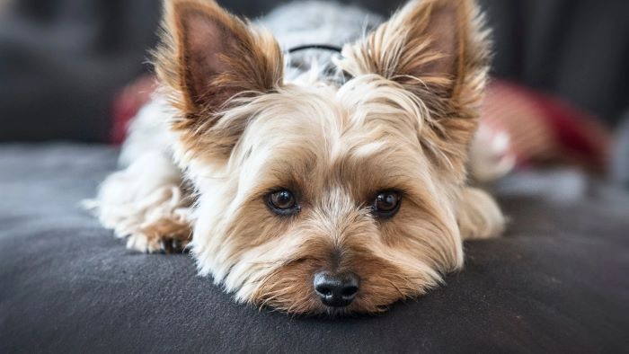 Yorkshire Terrier Liver Shunt Awareness-Symptoms and Treatment