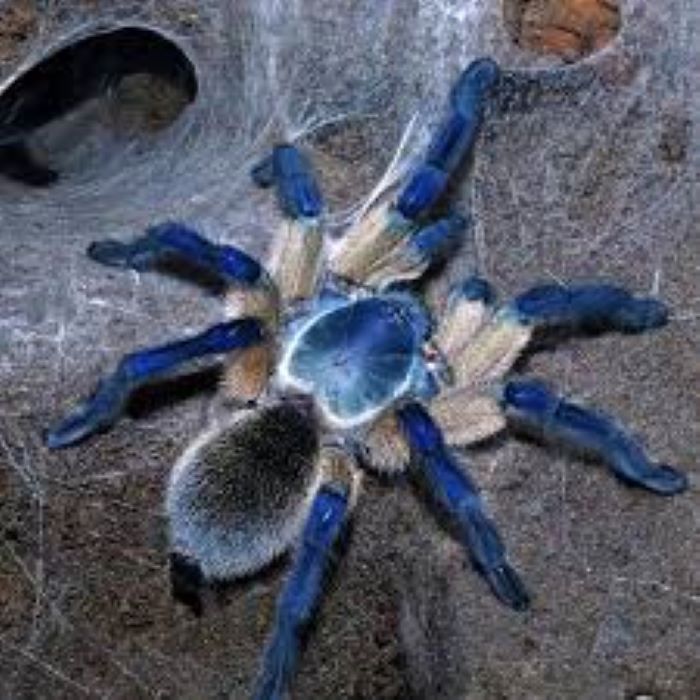 Blue Baboon Tarantula