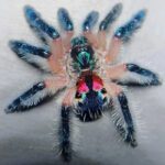 Brazilian Jewel Tarantula