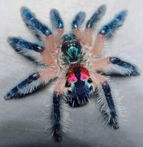 Brazilian Jewel Tarantula