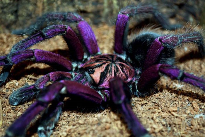 Purple Bloom Tarantula - All Facts