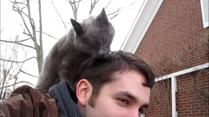 Why Does My Cat Lick My Hair?