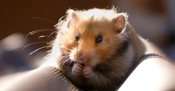 How Smart Are Hamsters?