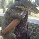 Keeping Komodo Dragon as Pet