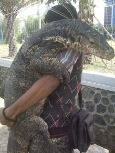 Keeping Komodo Dragon as Pet