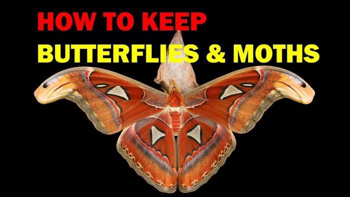 Keeping Moths as Pets