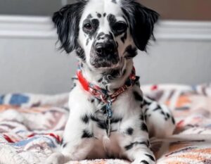 long-haired-dalmatian-2