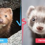 Mink Vs. Ferret