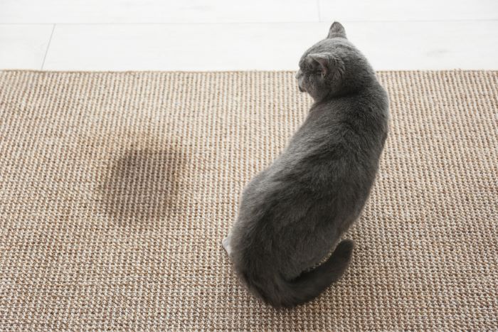 What Smells Deter Cats From Peeing?