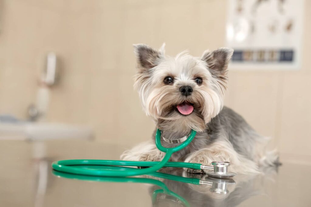 Yorkshire Terrier Liver Shunt Awareness-Symptoms and Treatment